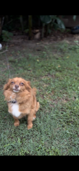 Lost Female Dog last seen Near Foxwood circle Bonaire Georgia, Bonaire, GA 31005