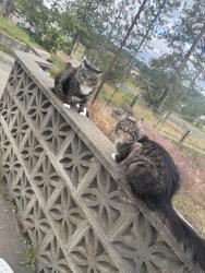 Lost Male Cat last seen N chase Rd, Post Falls, ID 83854