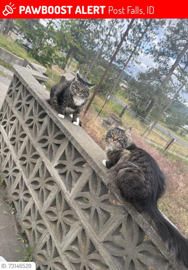 Lost Male Cat last seen N chase Rd, Post Falls, ID 83854