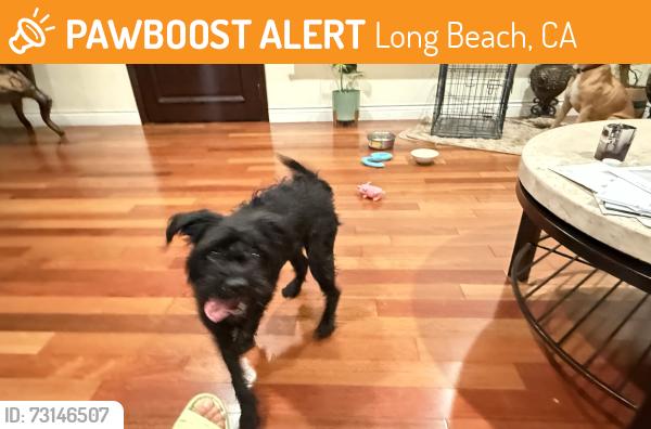Found/Stray Female Dog last seen Hathaway and redondo blvs, Long Beach, CA 90815