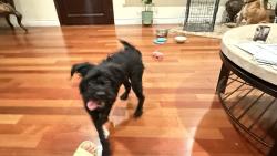 Found/Stray Female Dog last seen Hathaway and redondo blvs, Long Beach, CA 90815