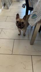 Reunited Male Dog last seen SE 61st, High Pointe Subdivision, Ocala, FL 34480