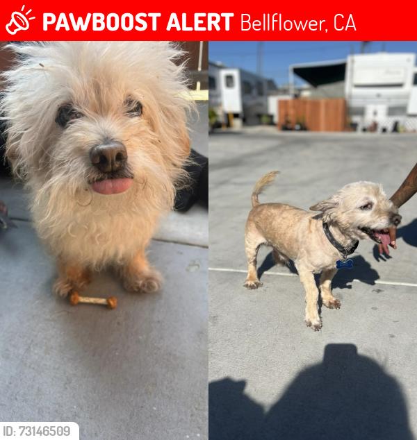 Lost Male Dog last seen Bellflower 8530, Bellflower, CA 90706