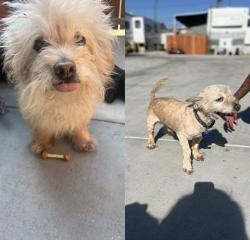 Lost Male Dog last seen Bellflower 8530, Bellflower, CA 90706