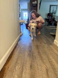 Found/Stray Male Dog last seen Near 12th avenue Chattanooga Tennessee, Chattanooga, TN 37407