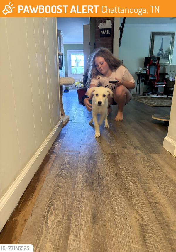 Found/Stray Male Dog last seen Near 12th avenue Chattanooga Tennessee, Chattanooga, TN 37407