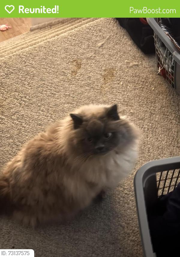 Reunited Male Cat last seen Pauline Boutal Crescent, Island Lakes, Winnipeg, Winnipeg, MB R3X 2C6