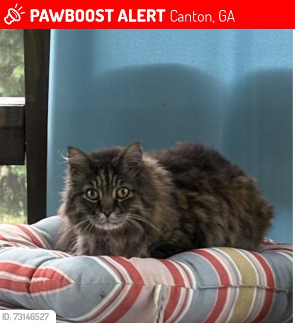 Lost Male Cat last seen Mountain Vista Blvd, Canton, GA 30115