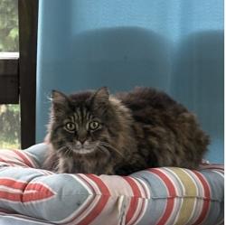 Lost Male Cat last seen Mountain Vista Blvd, Canton, GA 30115