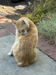 Found/Stray Male Cat last seen Maple, Oakland, CA 94602