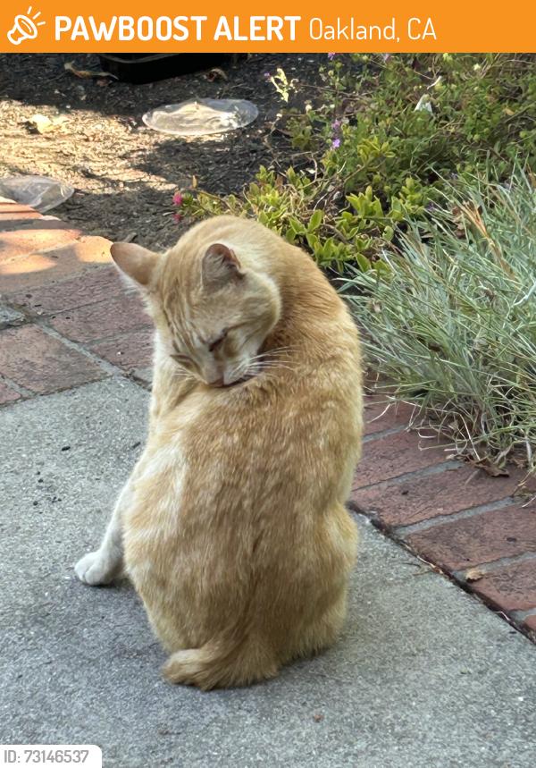 Found/Stray Male Cat last seen Maple, Oakland, CA 94602