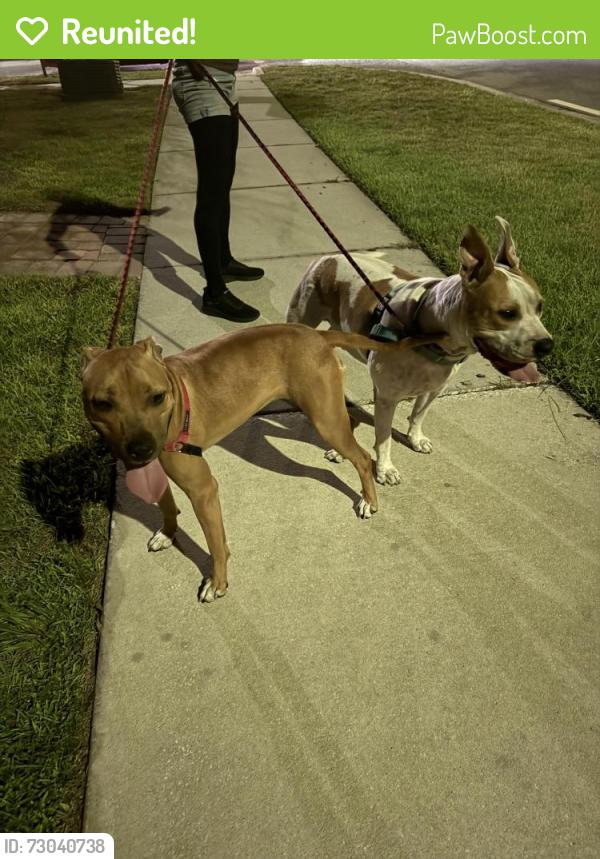 Reunited Male Dog last seen Randal Park Blvd- near Sunblaze Elementary, Orlando, FL 32832