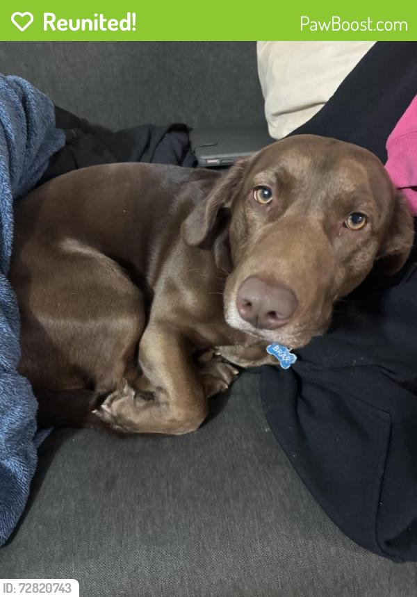 Reunited Male Dog last seen Near wabash dr lexington ky 40503, Lexington, KY 40503