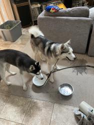 Reunited Male Dog last seen Markey Rd, Dayton, OH 45415
