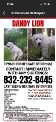 Lost Female Dog last seen Houston tx 77088, Houston, TX 77088