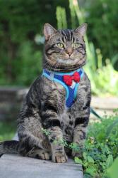 Reunited Male Cat last seen Applewood Area, Mississauga, ON L4Y 3A9