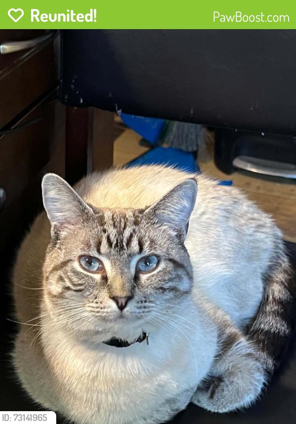 Reunited Male Cat last seen Stirling Rd, Langholm Dr, & Harris Rd, Nashua, NH 03062