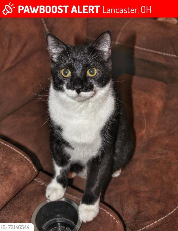 Lost Male Cat last seen Ety rd and ety pointe rd behind Aarons, Lancaster, OH 43130