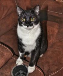Lost Male Cat last seen Ety rd and ety pointe rd behind Aarons, Lancaster, OH 43130