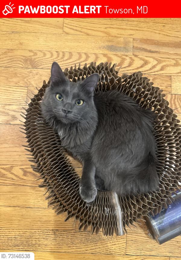 Lost Female Cat last seen Near Edgewood Rd, Towson, MD 21286