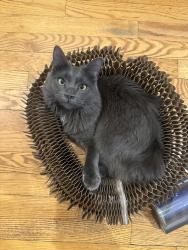 Lost Female Cat last seen Near Edgewood Rd, Towson, MD 21286