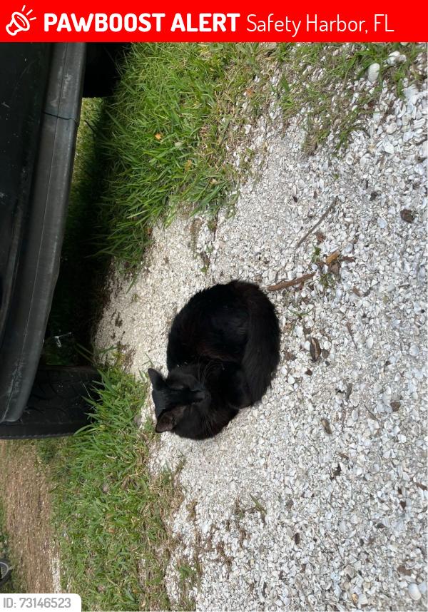 Lost Male Cat last seen Cedar, Safety Harbor, FL 34695