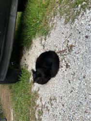 Lost Male Cat last seen Cedar, Safety Harbor, FL 34695