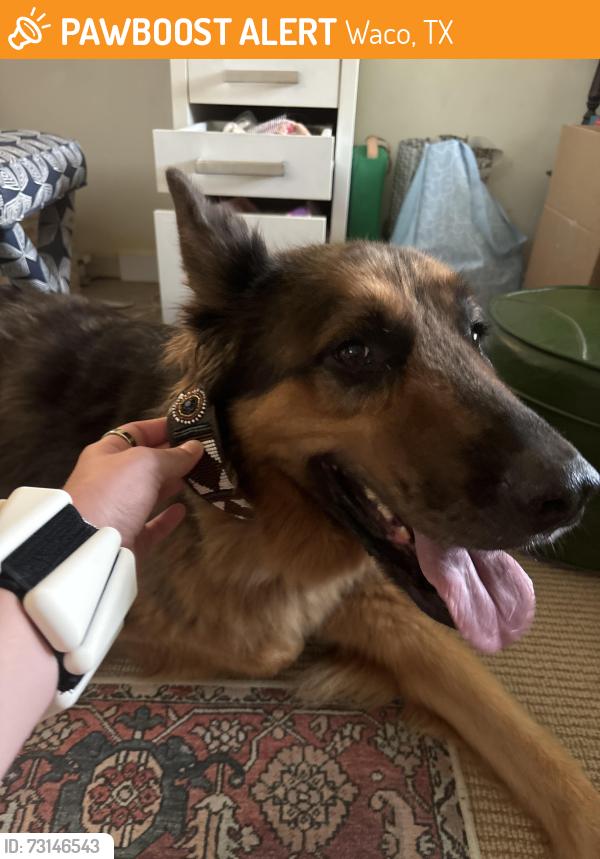 Found/Stray Unknown Dog last seen On the cross section of Lake Oaks and Meadow Wood Rd off of Lake Air., Waco, TX 76710