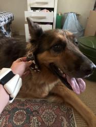 Found/Stray Unknown Dog last seen On the cross section of Lake Oaks and Meadow Wood Rd off of Lake Air., Waco, TX 76710