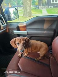 Reunited Female Dog last seen MSUM, Moorhead, MN 56560