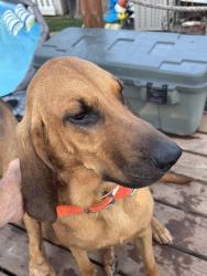 Reunited Female Dog last seen Heege Rd, St. Louis, MO 63123
