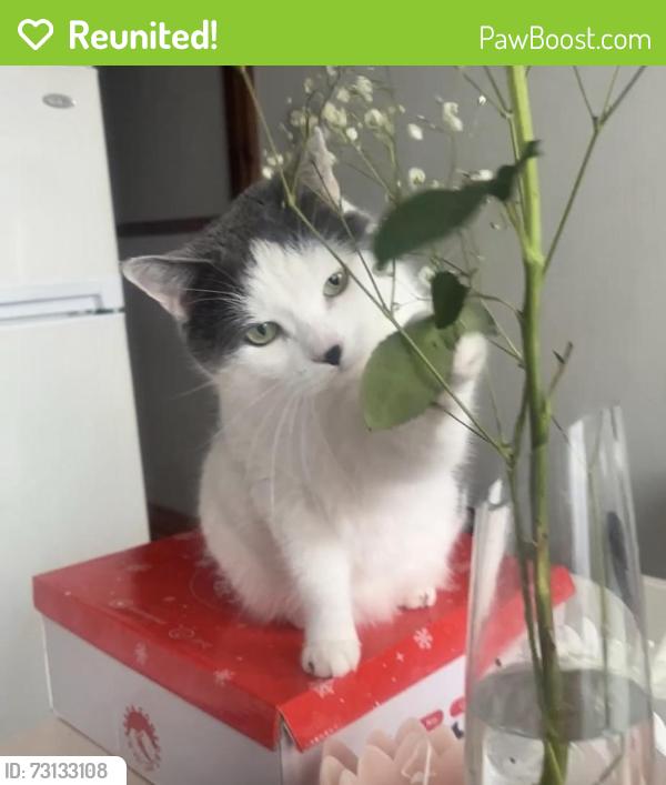 Reunited Female Cat last seen Near 10e avenue, Montréal, QC H1Y 2G6
