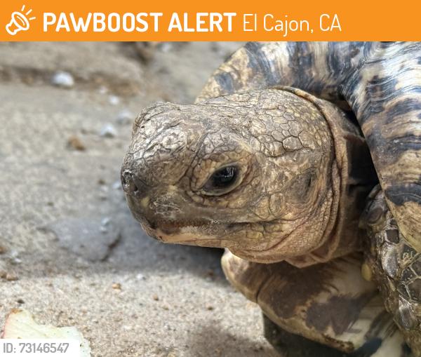 Found/Stray Unknown Reptile last seen La Cresta Road, El Cajon, CA 92019