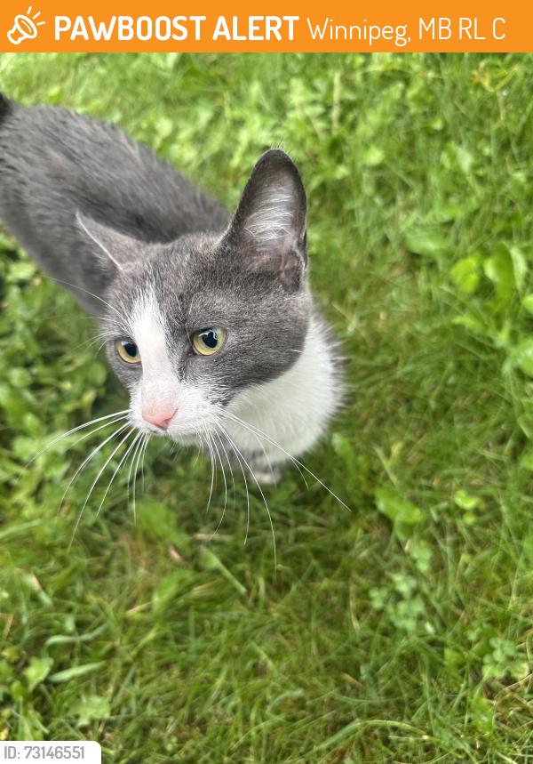 Found/Stray Unknown Cat last seen Brazier Ave and Union Ave, Winnipeg, MB R2L 0C4