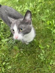Found/Stray Unknown Cat last seen Brazier Ave and Union Ave, Winnipeg, MB R2L 0C4
