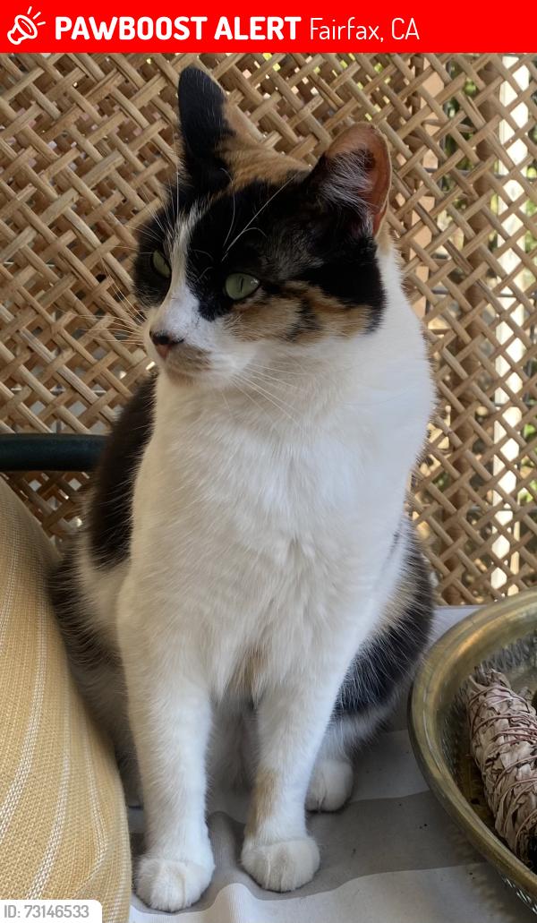 Lost Female Cat last seen Near Live Oak Ave, Fairfax, CA 94930