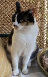 Lost Female Cat last seen Near Live Oak Ave, Fairfax, CA 94930