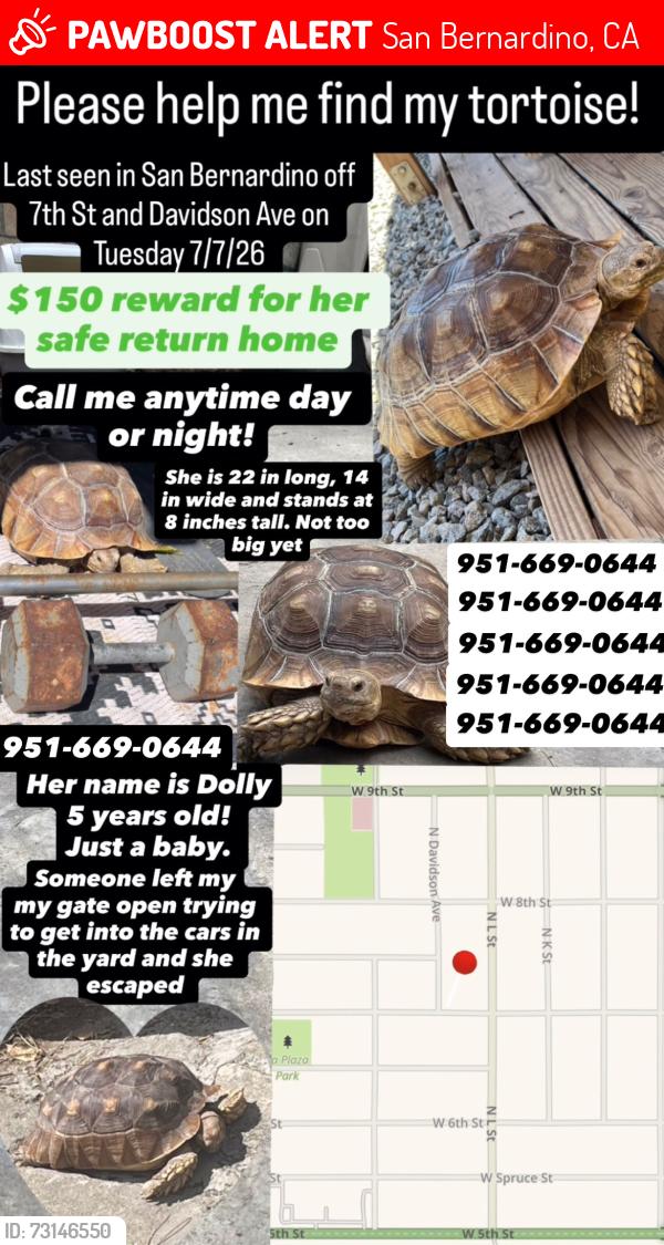 Lost Female Reptile last seen W 7th St and Davidson Ave, San Bernardino, CA 92411