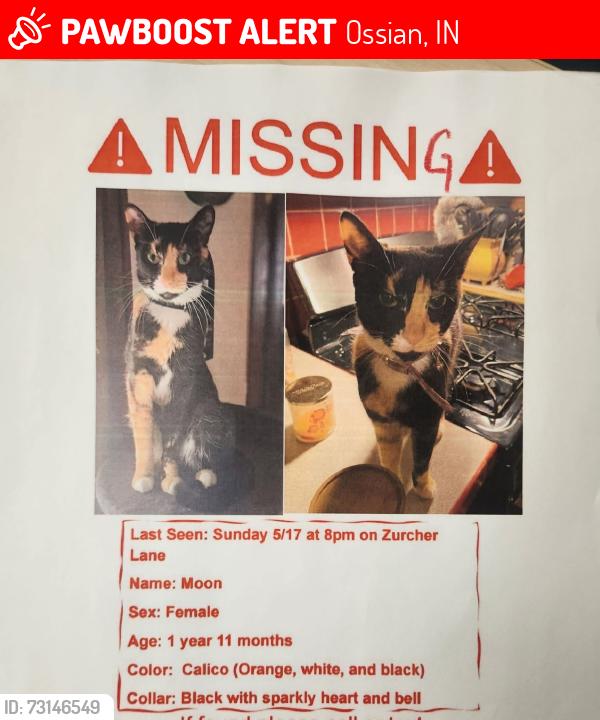 Lost Female Cat last seen Zuercher lane Ossian, Ossian, IN 46777