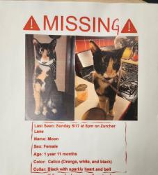 Lost Female Cat last seen Zuercher lane Ossian, Ossian, IN 46777