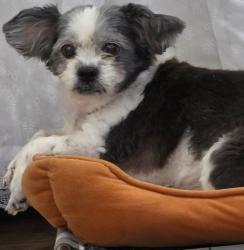 Reunited Female Dog last seen Sandpiper Rd, Fayetteville, NC 28312