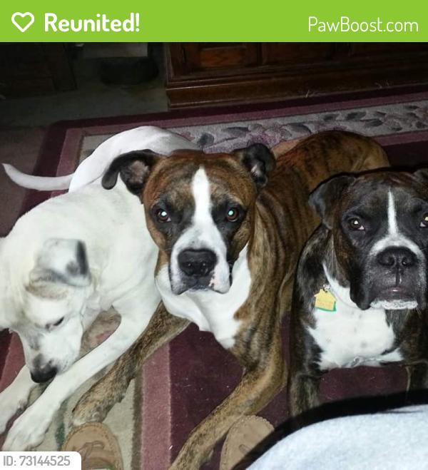 Reunited Male Dog last seen 44th and douglas, Oklahoma City, OK 73109