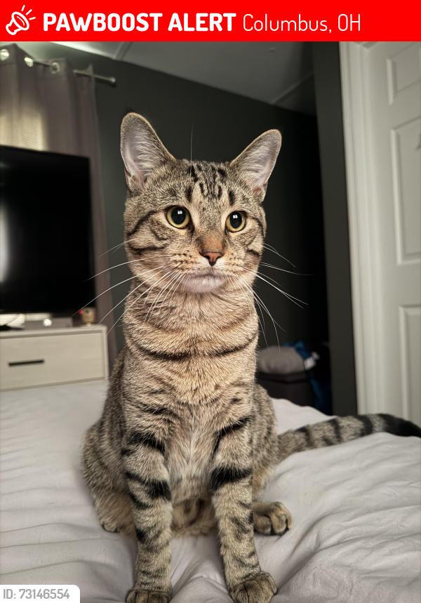 Lost Male Cat last seen Hay se, Columbus, OH 43224