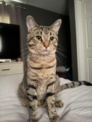 Lost Male Cat last seen Hay se, Columbus, OH 43224