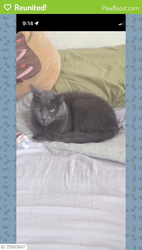 Reunited Female Cat last seen Pennwood and Pitt Avenue, Pittsburgh, PA 15221