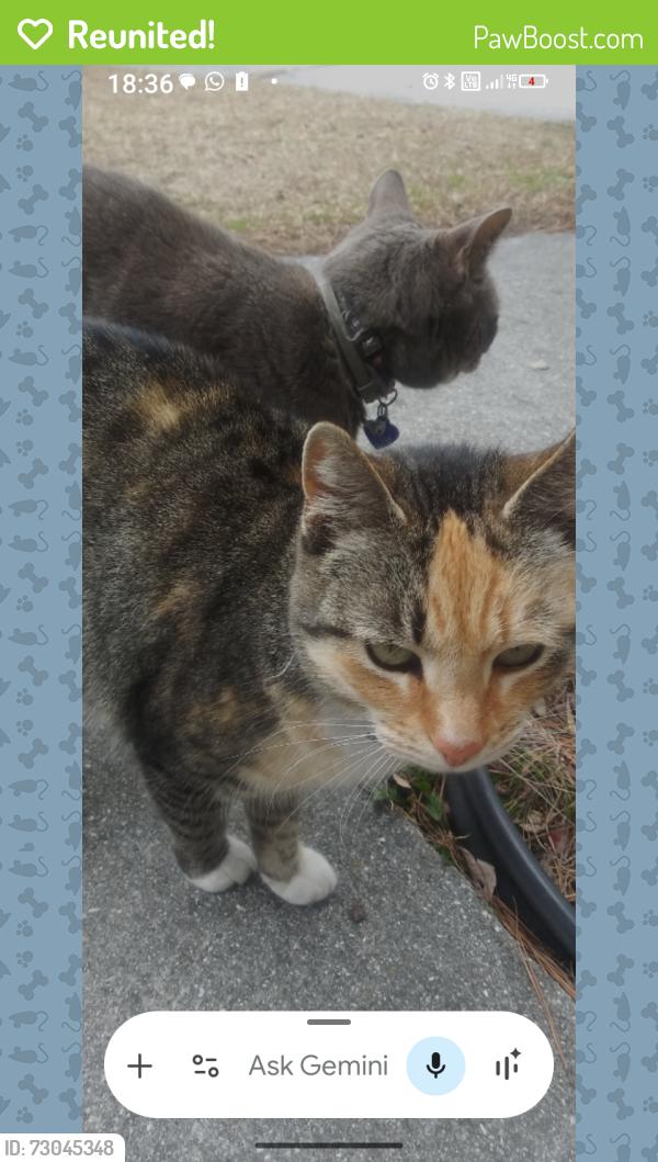 Reunited Female Cat last seen Near MESA LANE JACKSONVILLE NC 28546, Jacksonville, NC 28546