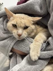 Shelter Stray Male Cat last seen , 11361 W Pico Blvd, Los Angeles, CA 90064, USA