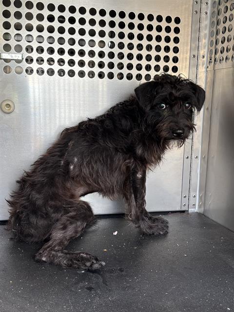 Shelter Stray Female Dog last seen W BROADWAY ST, 8311 Freedom Dr, Pearland, TX 77581, USA