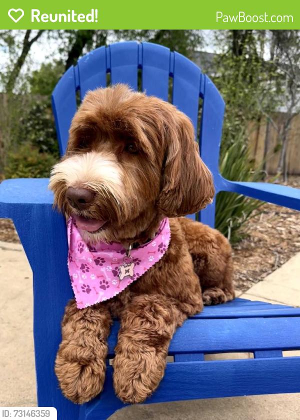 Reunited Female Dog last seen Mariposa Ave and Old Auburn, Citrus Heights, CA 95610