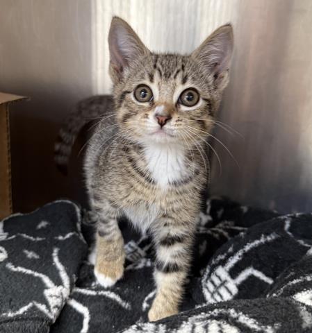 Shelter Stray Male Cat last seen , 3201 Lacy St, Los Angeles, CA 90031, USA